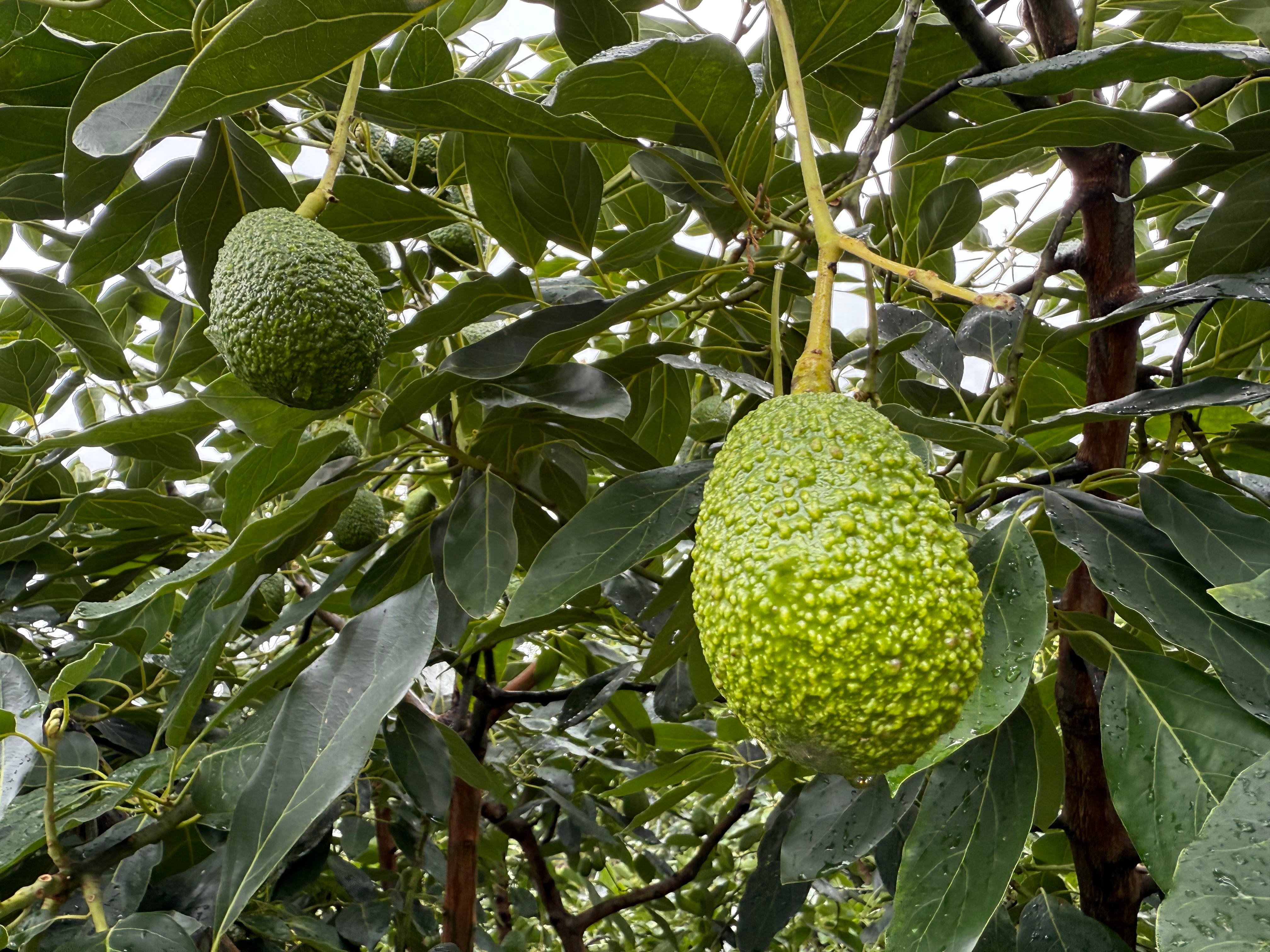 Aguacate de Ensueño