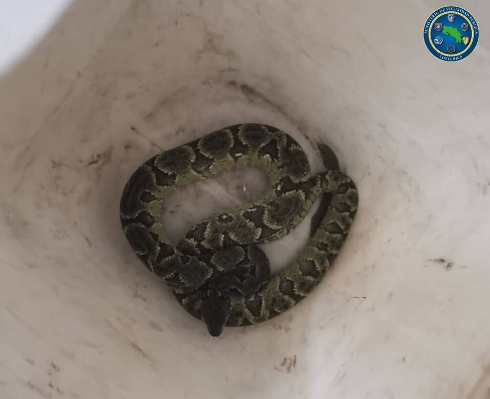 Detienen a extranjero que pretendía sacar del país siete serpientes y seis lagartijas. Foto MSP.