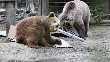 “Así es como voy a morir”: sobreviviente del ataque de un oso contó su historia