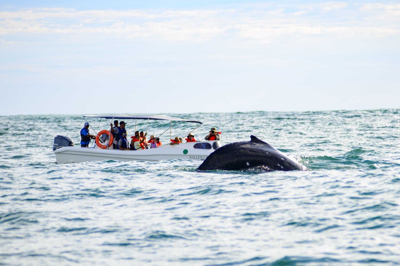 Festival de Ballenas y Delfines en Uvita de Osa y cerca del Parque Nacional Marino Ballena.