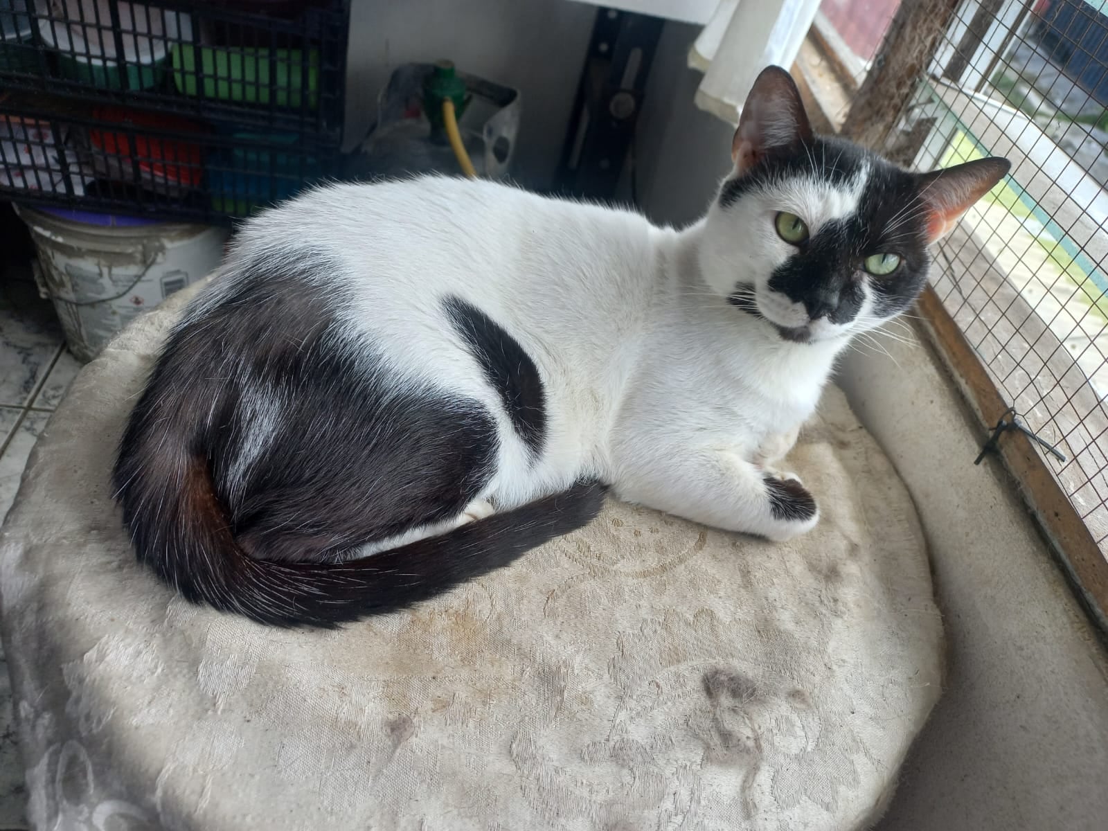 Ligia Taylor Mena, vecina de San Felipe de Alajuelita, nos cuenta cómo su gato Chuky le regaló amor y lecciones en tiempos de pandemia.