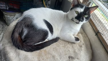 Chuky: el gato que convirtió la soledad en ternura y enseñanzas felinas