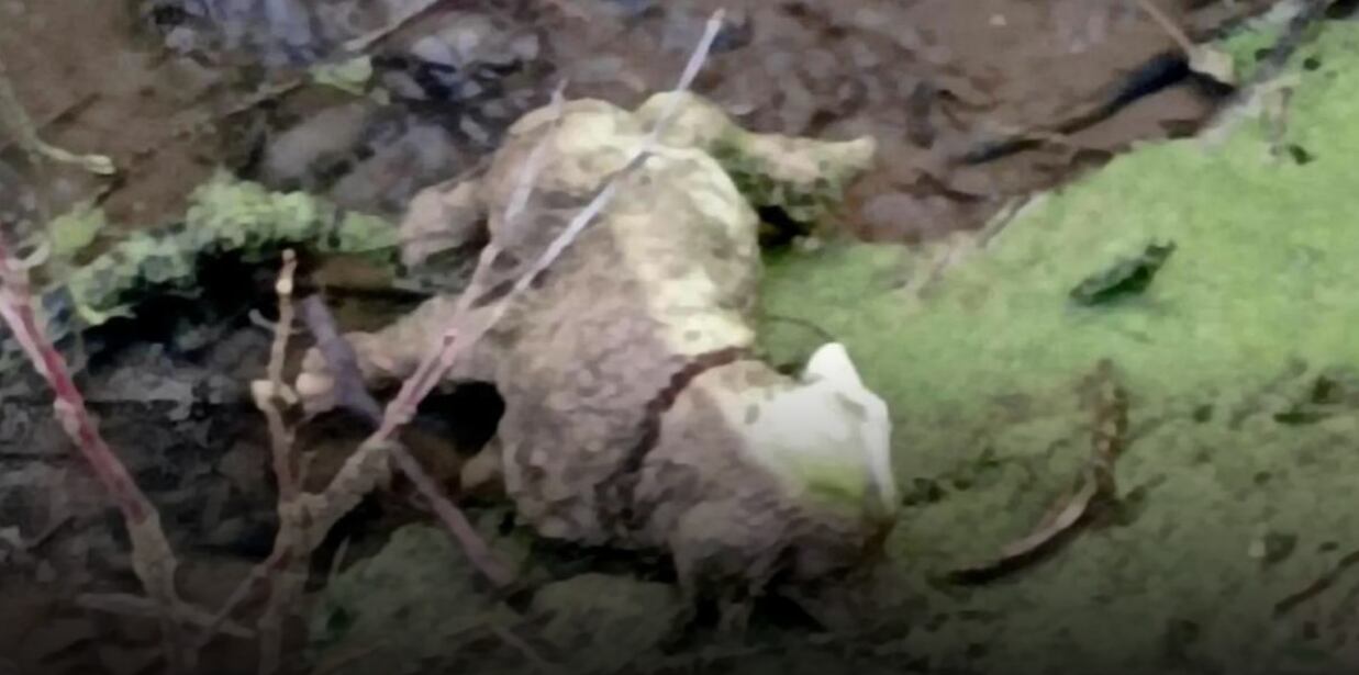 Rescatistas de animales se movilizaron por un perro que resultó ser una estatua