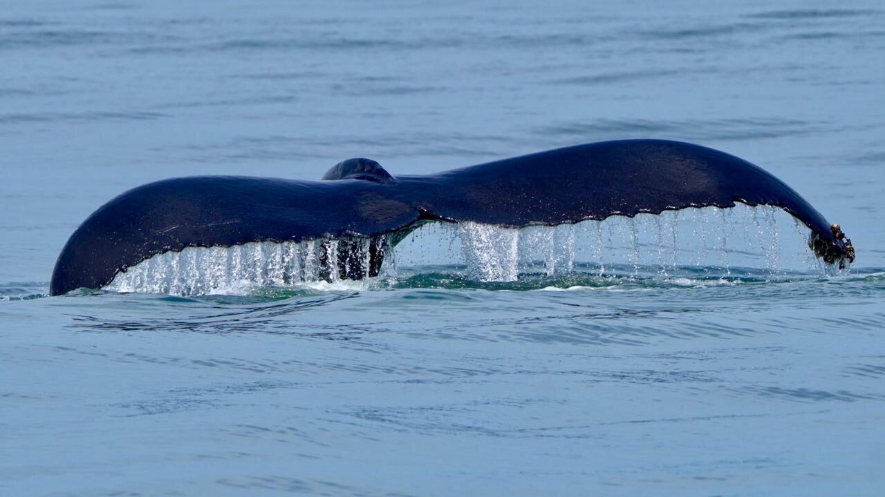 National Geographic se derrite en elogios para estos tesoros de Costa Rica.