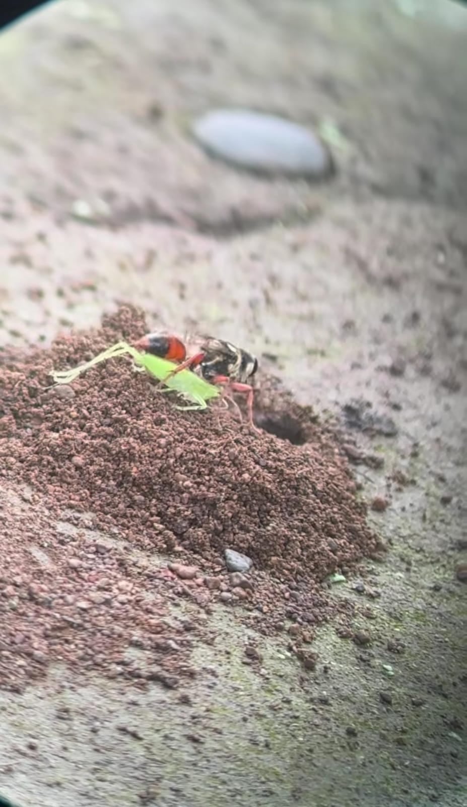 Dionisio "Nito" Paniagua es un guía del Parque Nacional Corcovado.