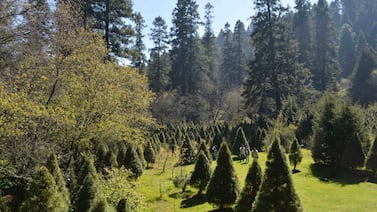 ¿Qué hacer con el árbol de Navidad natural después de las fiestas? Conozca dónde llevarlo