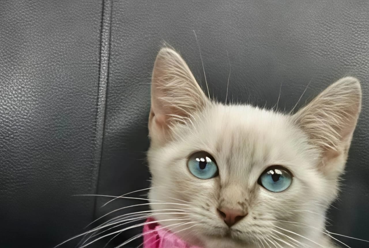 Desde siempre, doña Yoselyn Chaverri Artavia, vecina de Heredia centro, supo que la vida con mascotas tiene algo mágico. Por eso se enamoró a primera vista de Mitsuha, una gata mestiza