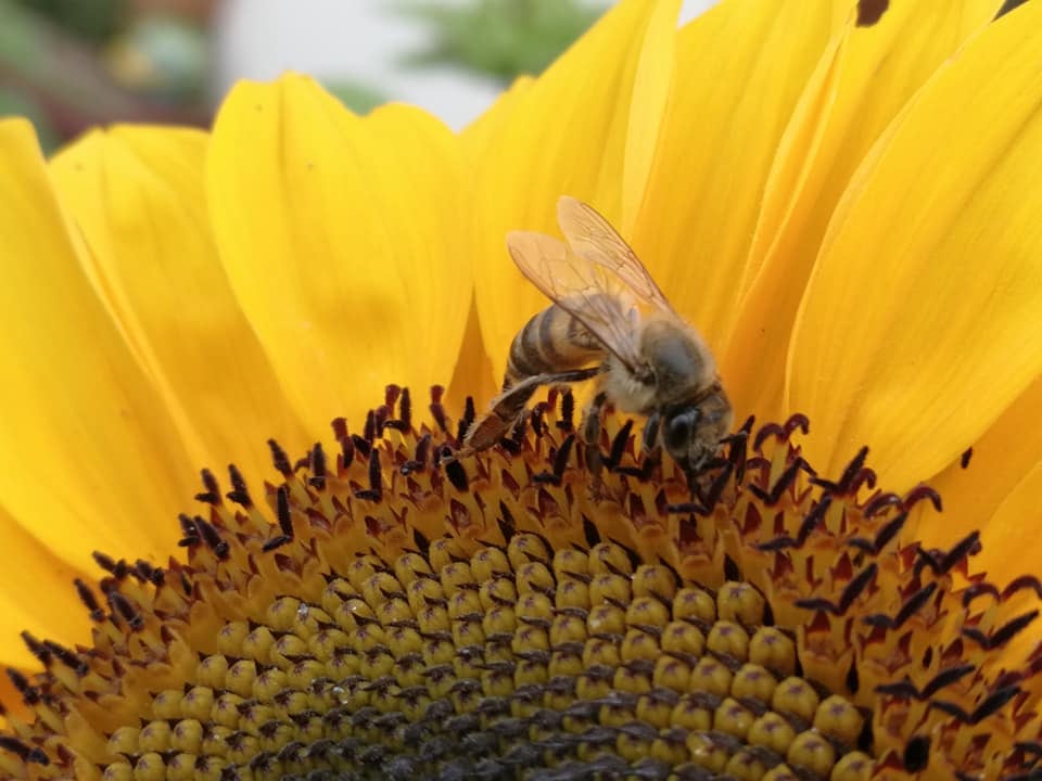 Don Érick Porras González (alajuelense) y don Wady Rojas Quirós (sancarleño), son los responsables de haber creado esta maravilla de la naturaleza que por primera vez abrirá sus puertas antes del fin de mes y que ya tiene a mucha gente haciendo fila por las entradas, se llama Campo de Girasoles Pital