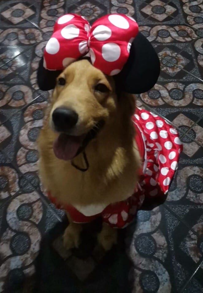 Cada 14 de enero se celebra el Día Mundial de Vestir a tu Mascota.