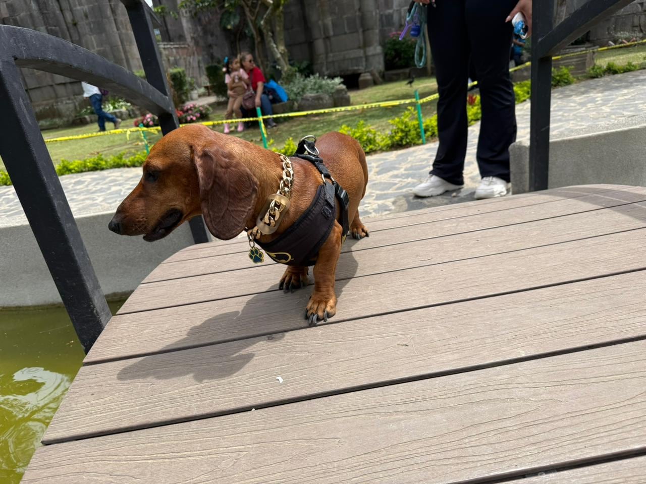 En Cartago hay un perrito salchicha que ya se ganó fama de celebridad de barrio. Se llama Bobby, tiene apenas dos años y cuando sale a caminar parece a Mr.T, porque anda una enorme cadena dorada en el cuello y con una actitud de galán que derrite a cualquiera. En la foto, con la mamá humana Shirley Estrada Badilla