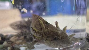 OIJ allanó local donde vendían especies silvestres, una en peligro de extinción