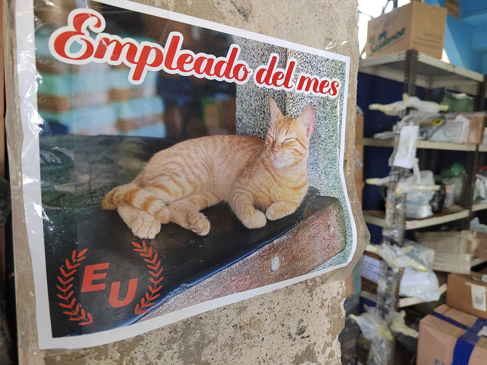 Ricky es un gatico y Negro un perrito, que viven en la sección de Encomiendas de El Roble de Puntarenas de Transportes Unidos.