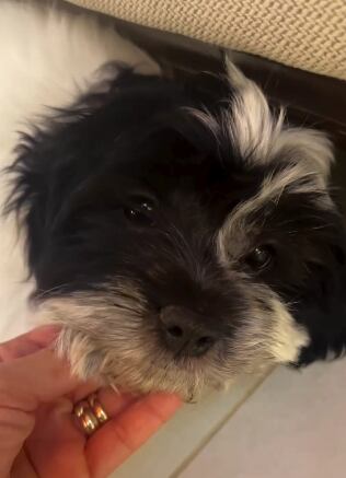 Ginnés Rodríguez
Repretel
Informe 11: Las Historias
Gerardo Zamora