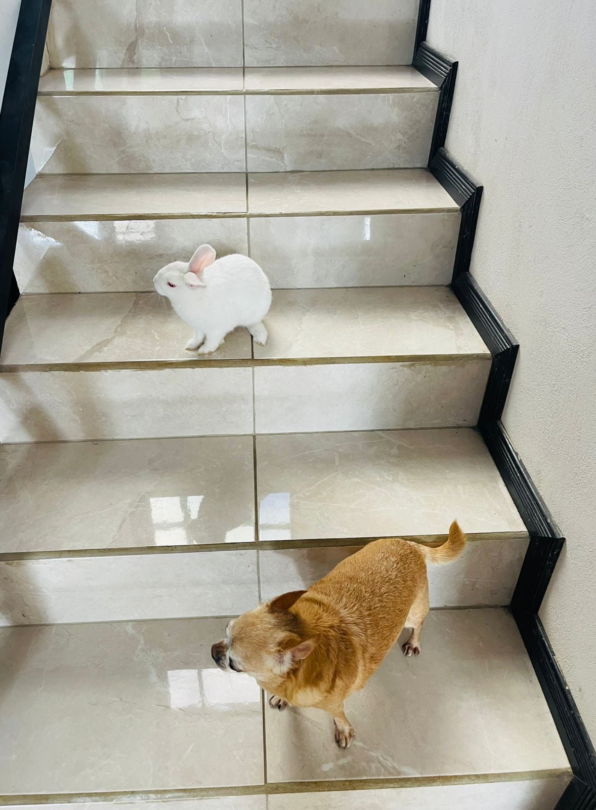 El hogar de María Alejandra Ulloa Madriz, una maestra de preescolar de 35 años, y su esposo Yordan Gómez vive rodeado de amor de tres gallinas, un perro, un gato y dos conejos.