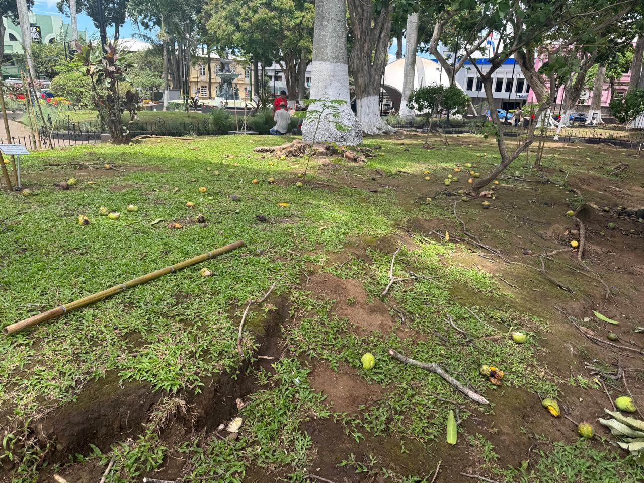 Caída de mangos en parque de Alajuela