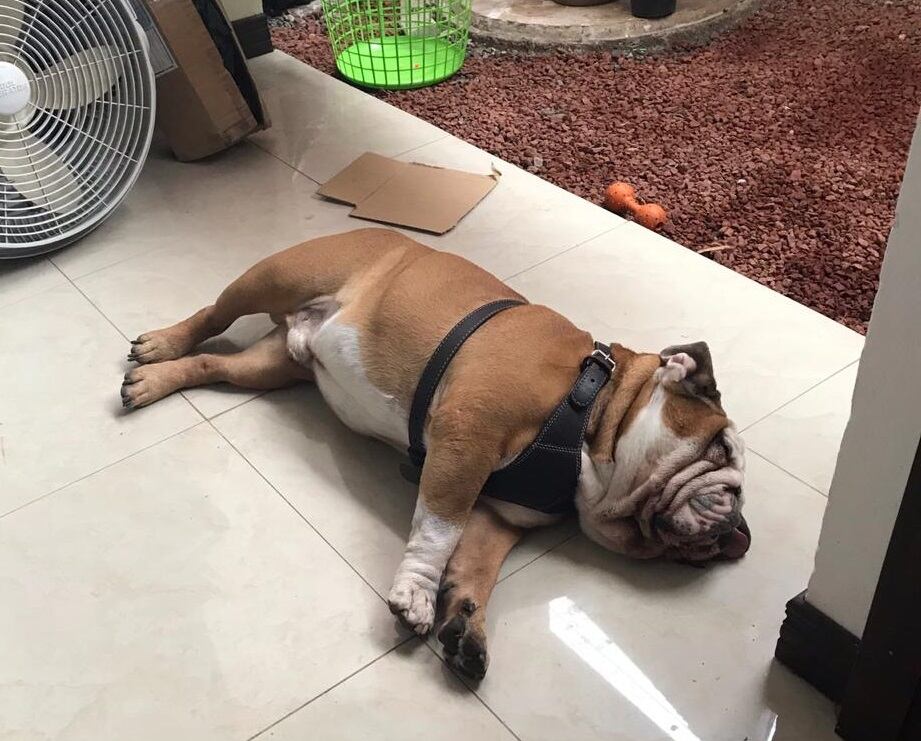 Chopper, bulldog que se perdió en Santo Domingo. Foto Cristel Valverde.
