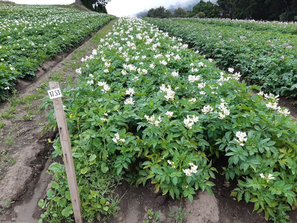 Una nueva variedad de “Superpapa” que fue bautizada como Palmira, ya está a disposición de los agricultores del país quienes la harán llegar a todas las cocinas del país, según confirmó el propio ministro de Agricultura y Ganadería, Renato Alvarado.