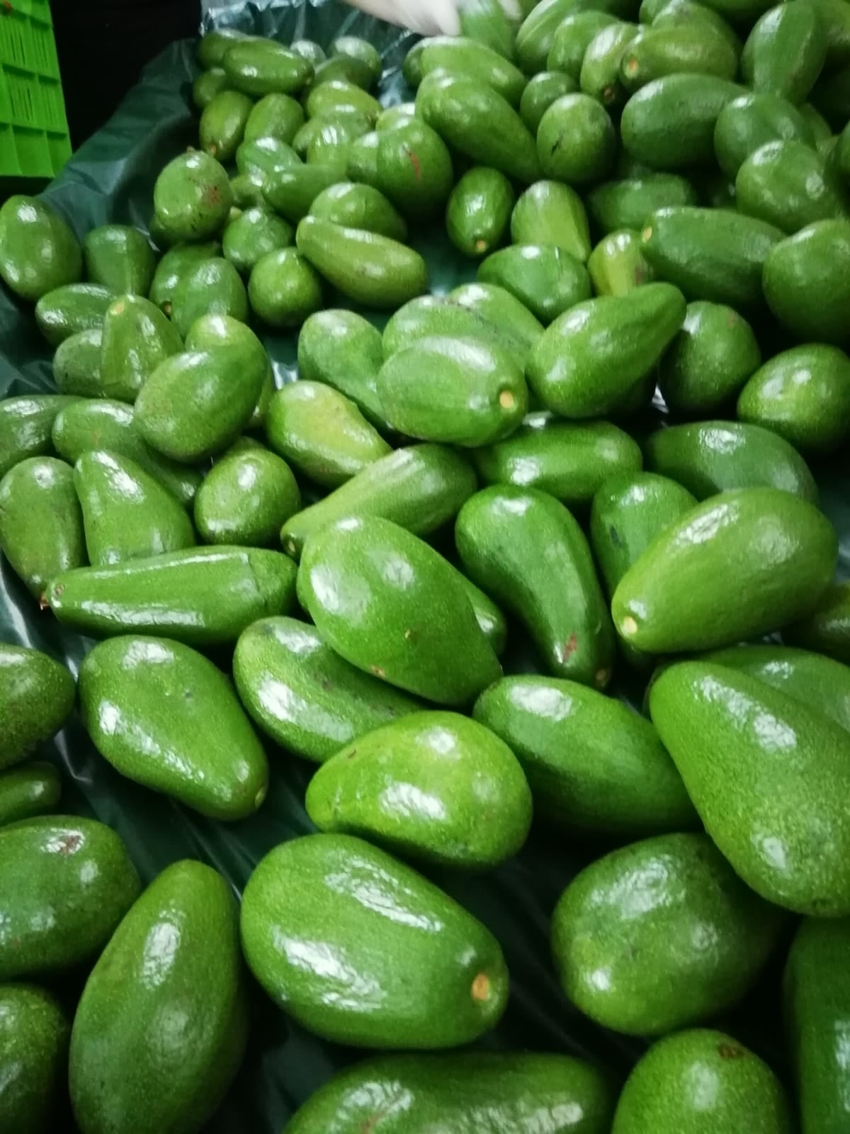 Aguacate criollo