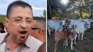 Ganaderos le envían mensaje a Rodrigo Chaves: “no es justo que nos ataque”