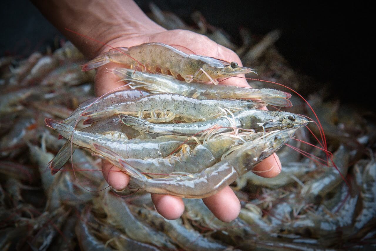 El cultivo de camarones es unas de las áreas de mayor desarrollo en la maricultura del país. Se pretende aprovechar toda la experiencia para abrir peueñas granjas con familias de pescadores. Foto: Cortesía Procomer