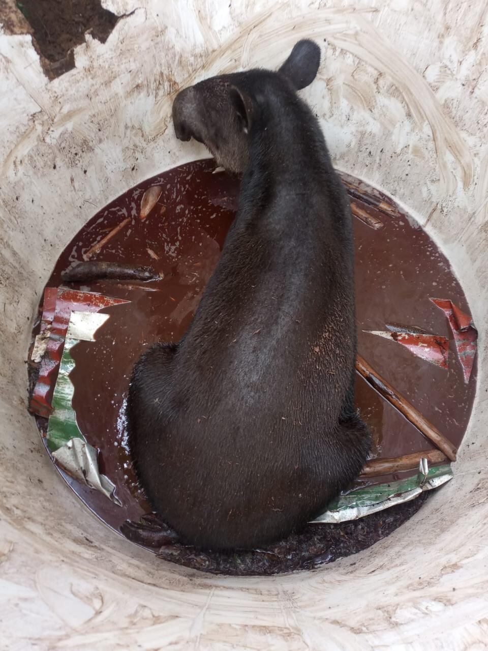 Toucan Rescue Ranch danta