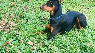 Tico al que se le perdió su amado perro ofrece hasta la moto con la que trabaja como recompensa