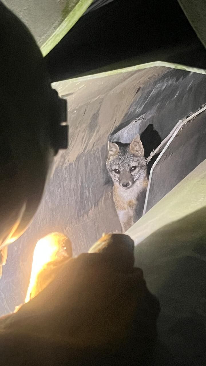 Rescatan a zorrito que se metió en complicado tubo