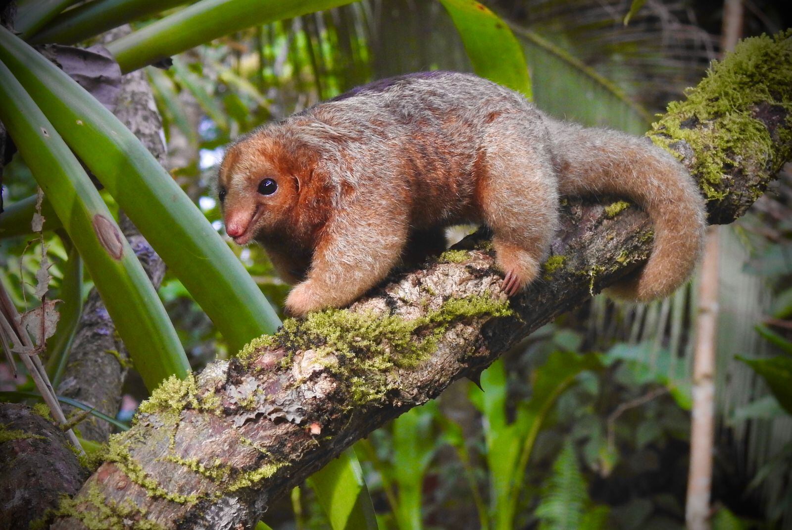 Oso hormiguero más pequeño del mundo y en peligro de extinción visita el mismo bosque que el Águila Arpía en San Carlos