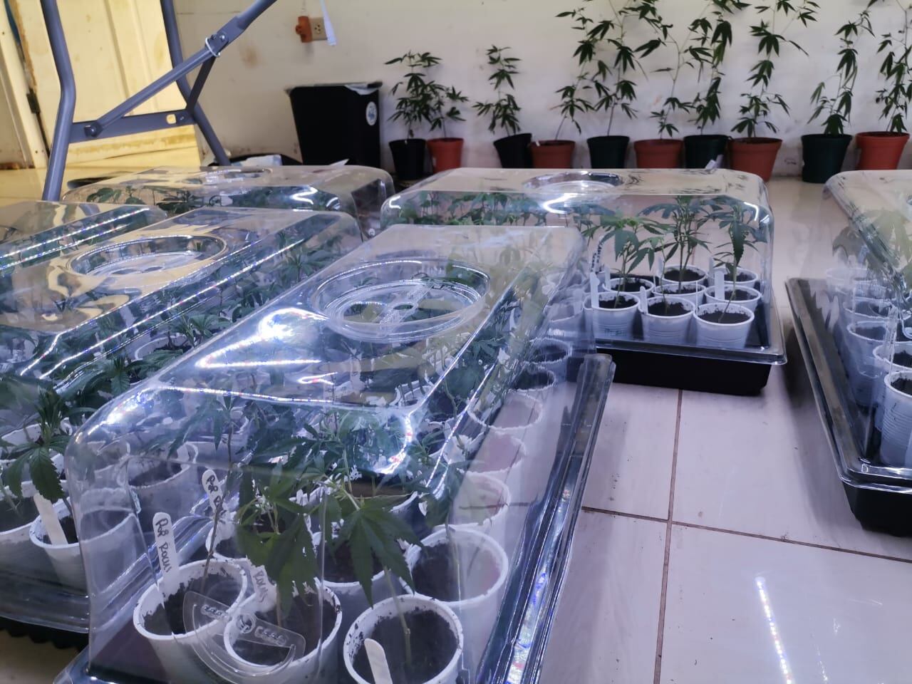 PCD desmantela laboratorio de marihuana hidropónica más grande del país. Foto MSP.