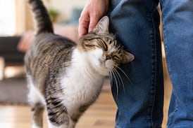 ¿Su gato se acerca con la cola en forma de signo de pregunta? Esto significa