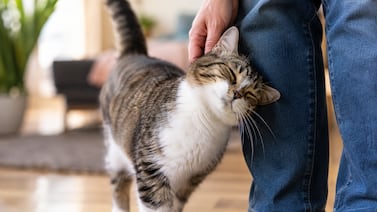 ¿Su gato se acerca con la cola en forma de signo de pregunta? Esto significa