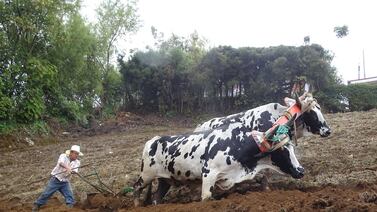 ¿Cómo es ser boyero a tiempo completo? Tico nos cuenta cómo mantiene viva hermosa tradición