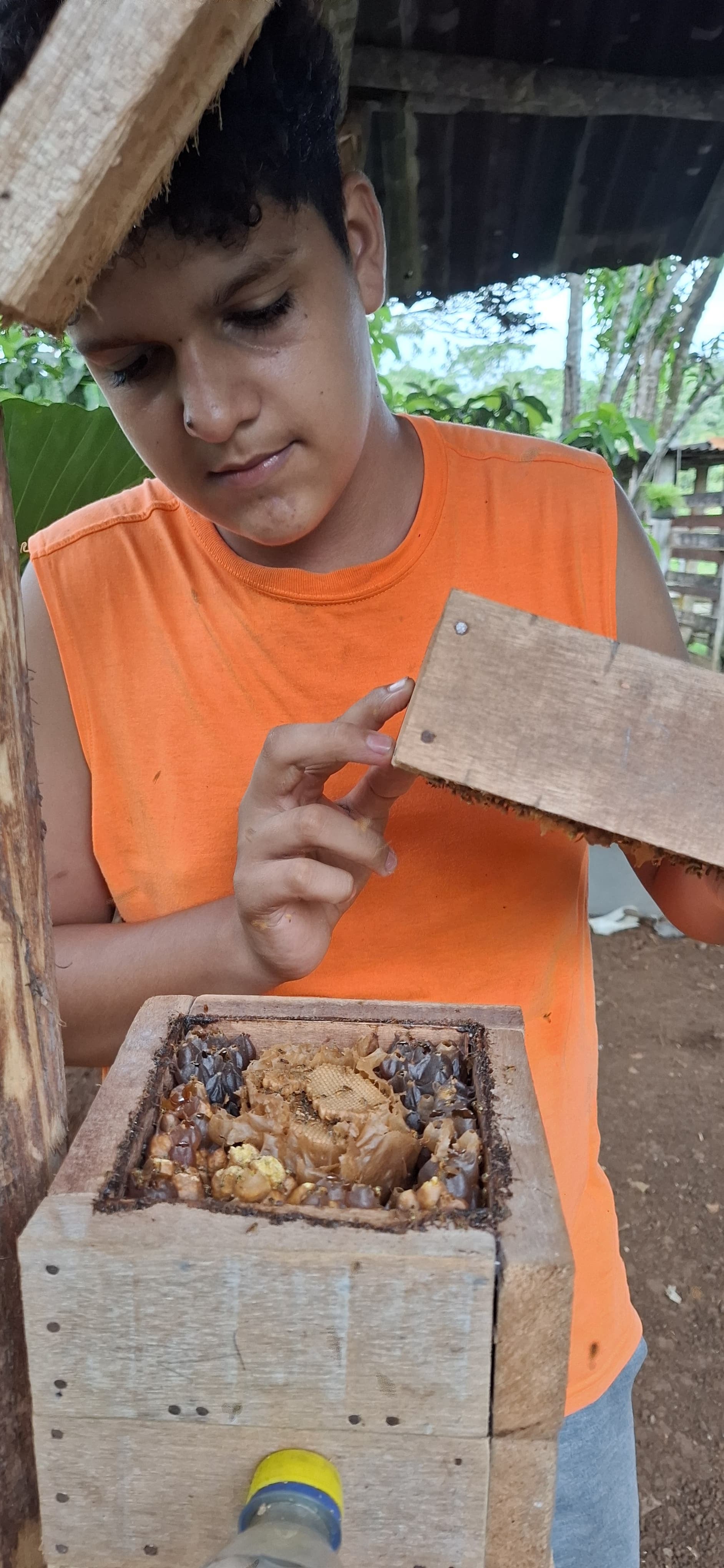 Osvaldo Murillo es un joven de 17 años, que logró crear su proyecto de meliponicultura, tiene varias colmenas y ya ha producido miel para venderla.