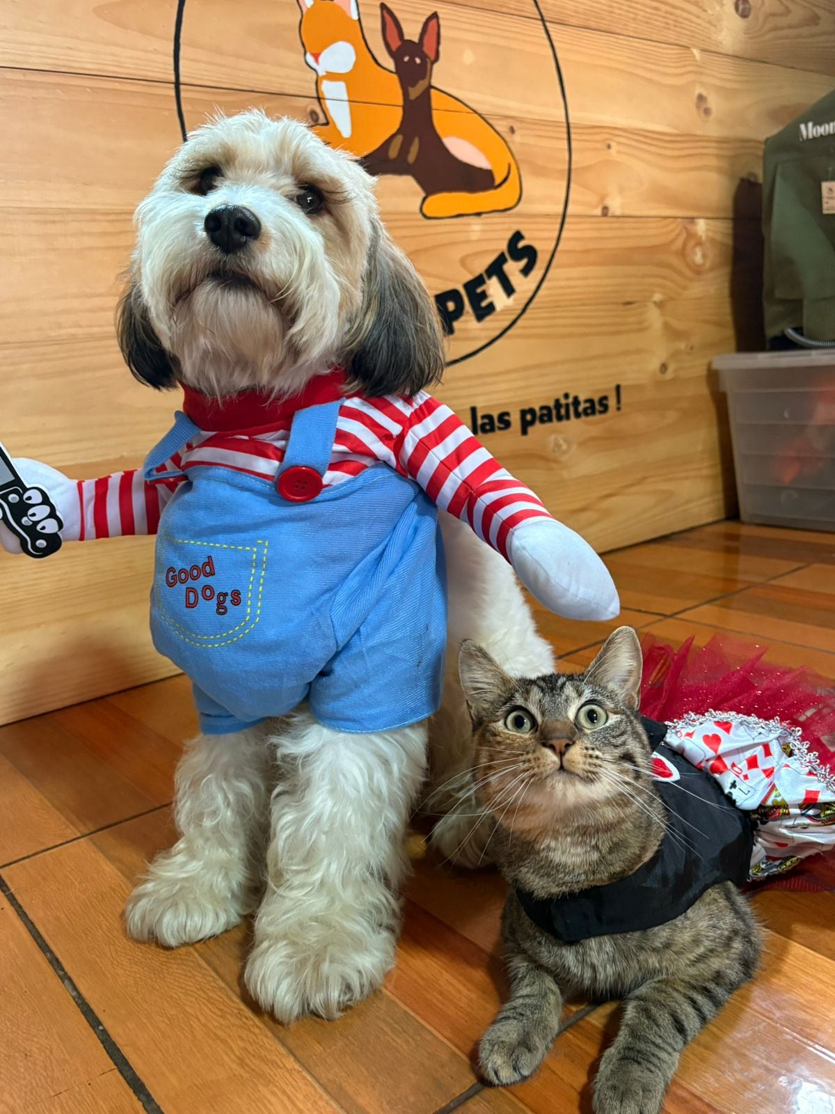 Benji, un zaguatico con alma de ángel, y Ágatha, una gatita de mirada sabia y carácter fuerte, quienes son los modelos oficiales de Bulupets, la tienda de accesorios para mascotas que su dueña, Sofía Moya Espinoza