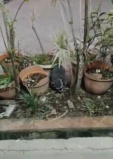 Mapaches en la Asamblea Legislativa