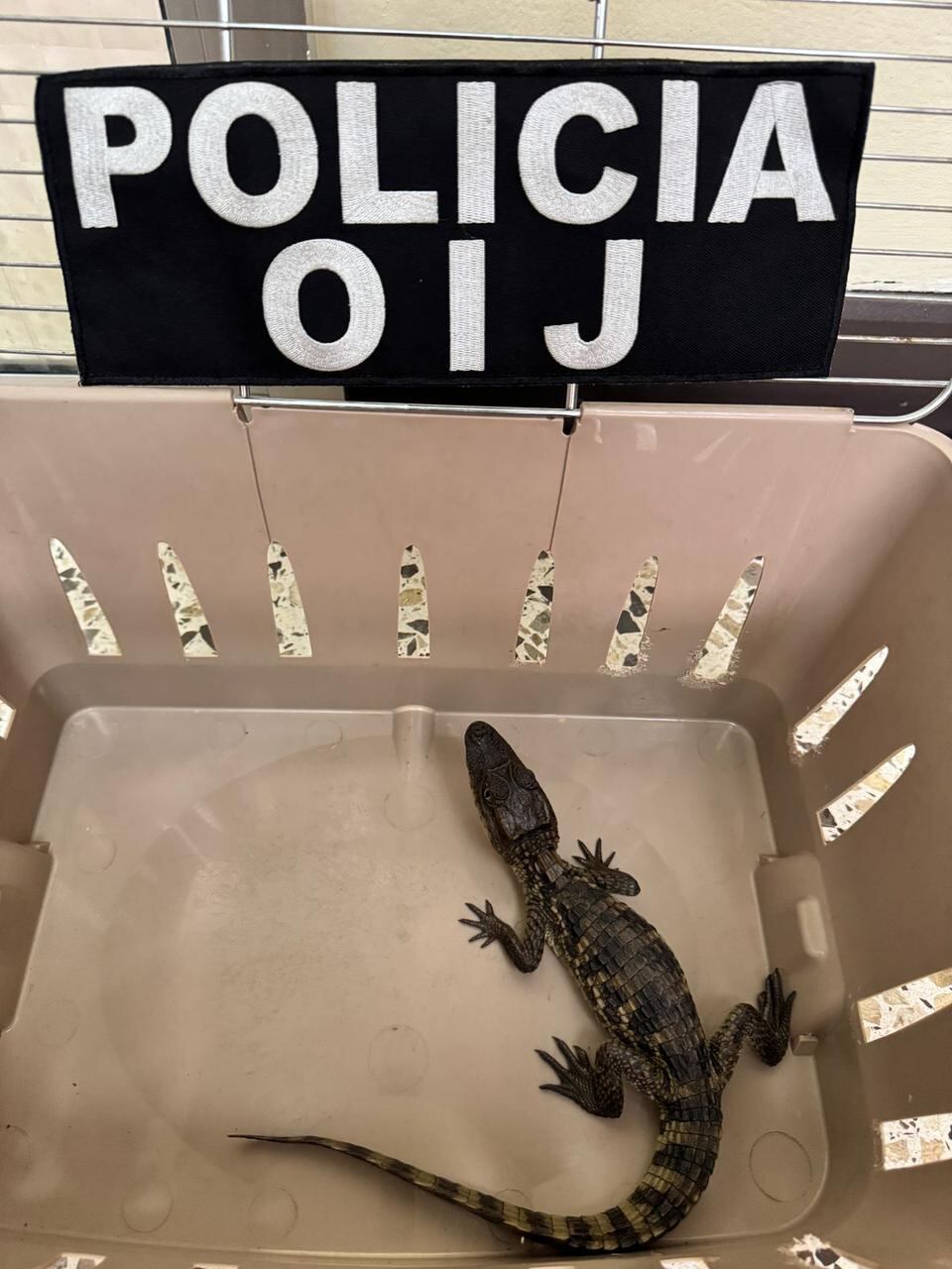 Un hombre fue detenido cuando iba a vender un caimán