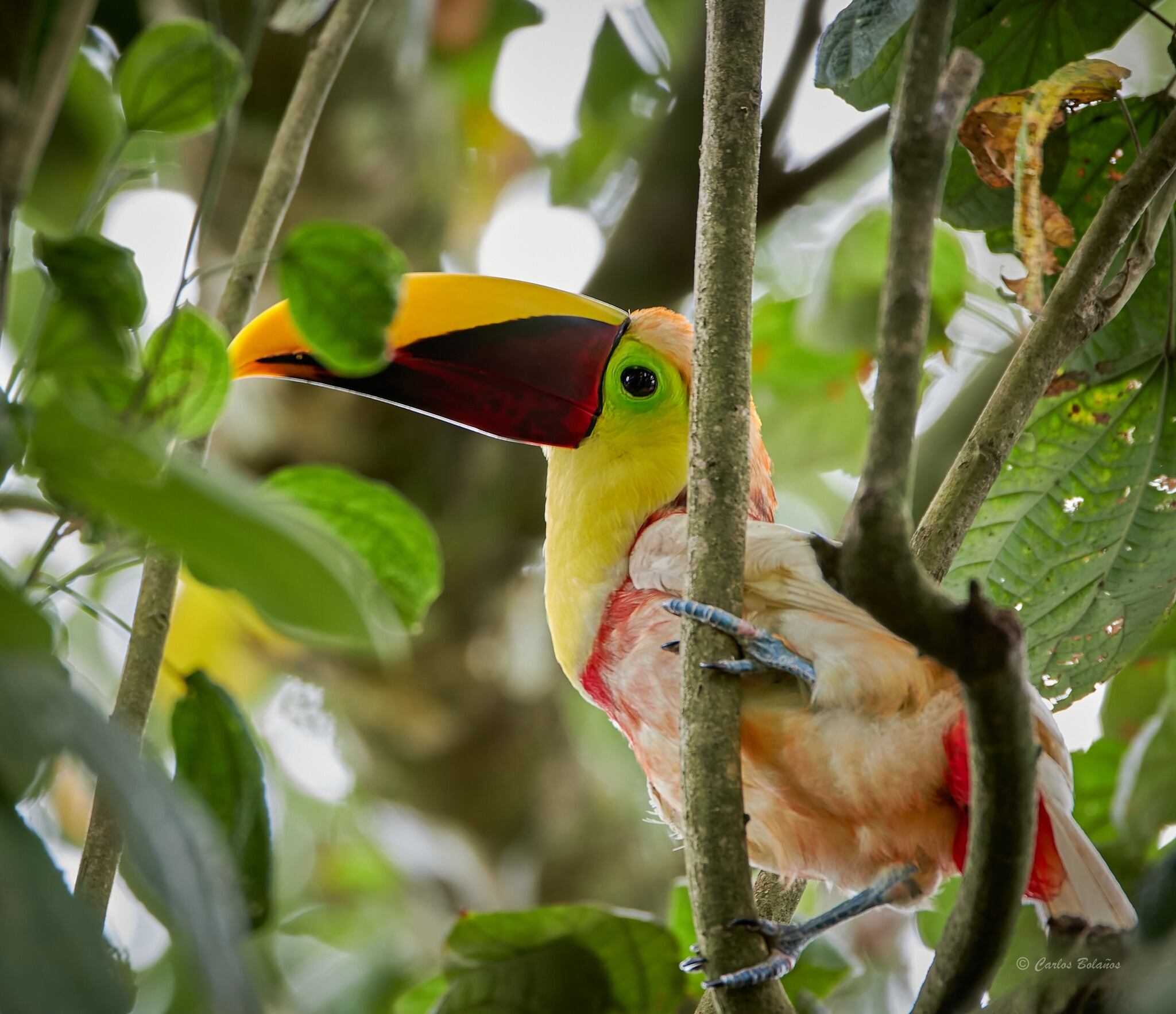 Carlos Bolaños, un fotógrafo profesional de aves, vecino de Guápiles, pasó de luchar al máximo por lograr fotografiar un tucán albino en el 2019, a convertirse en amigo de ese tucán, tanto así que ahora el ave lo visita al menos una vez al año