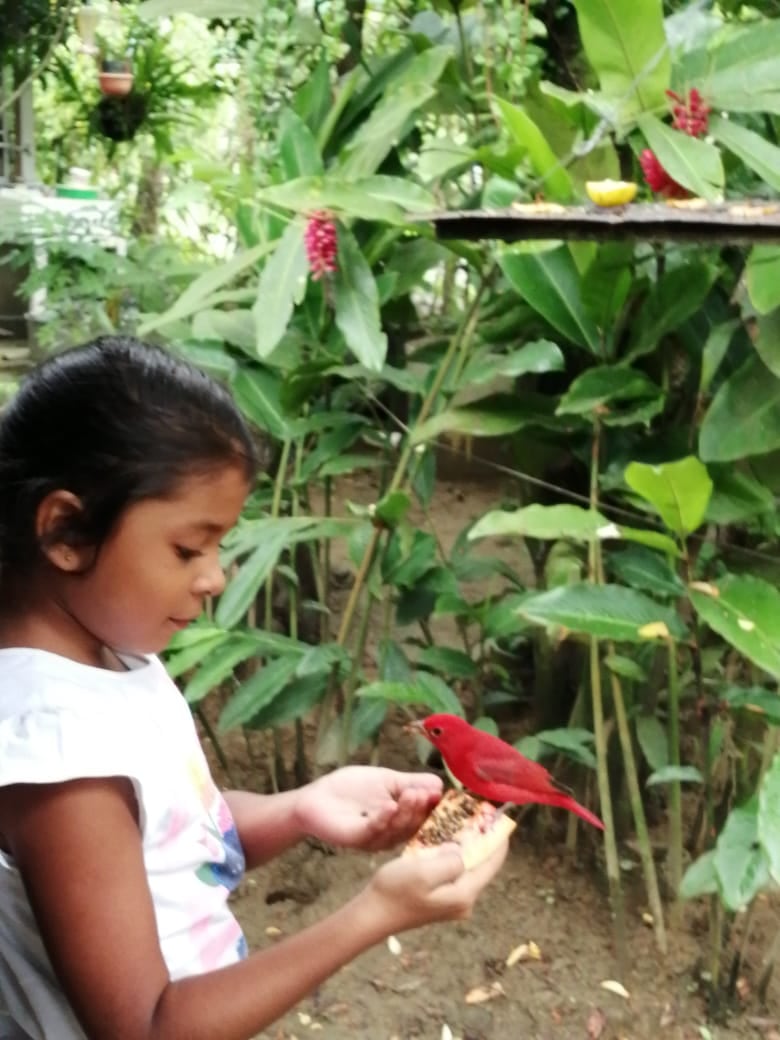 Don Catalino Cedeño Cedeño, quien tiene 76 años y de la pura cepa de Puerto Jiménez, nos contó que el pájaro Sangre de Cristo llegó por primera vez en el 2020 y en su corazón, y en el de su esposa, doña Rita Ceballos Aguirre, sintieron que la visita de ese pajarito rojo era una señal de que todo iba a estar bien.