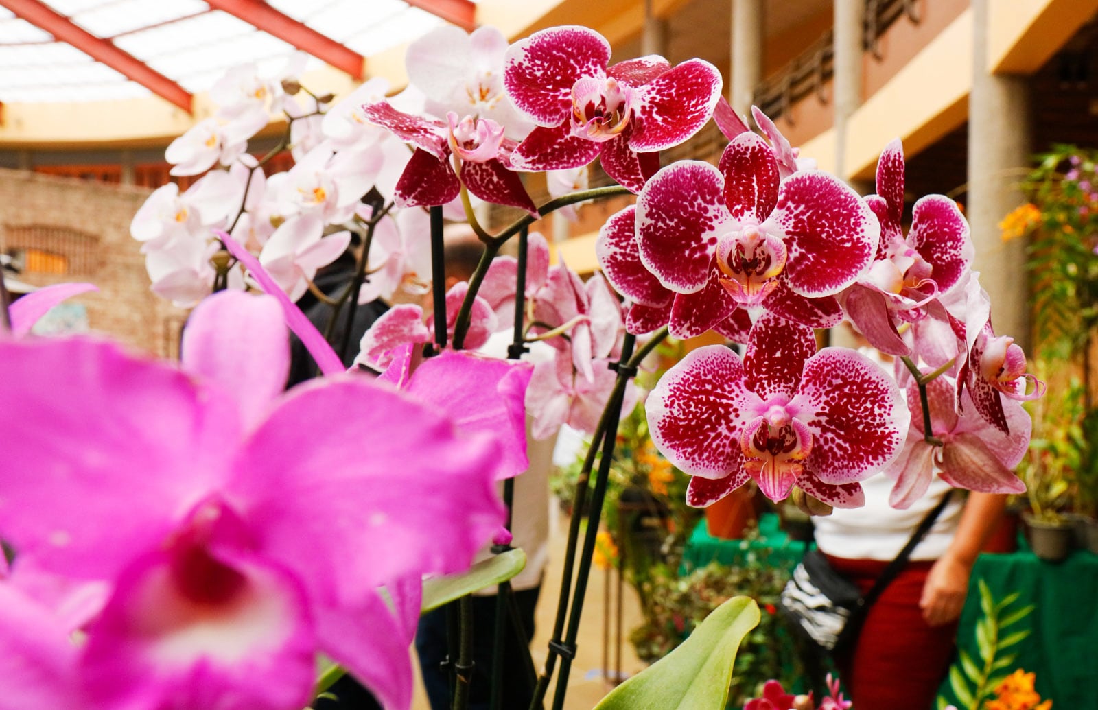 Las mamás podrán disfrutar de una feria repleta de plantas.