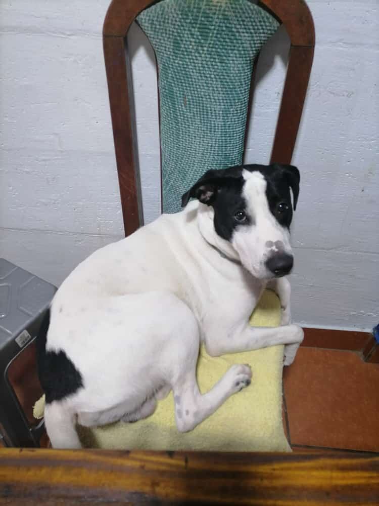 Investigan a oficial que habría disparado contra perro en Hatillo. Foto cortesía para La Teja.