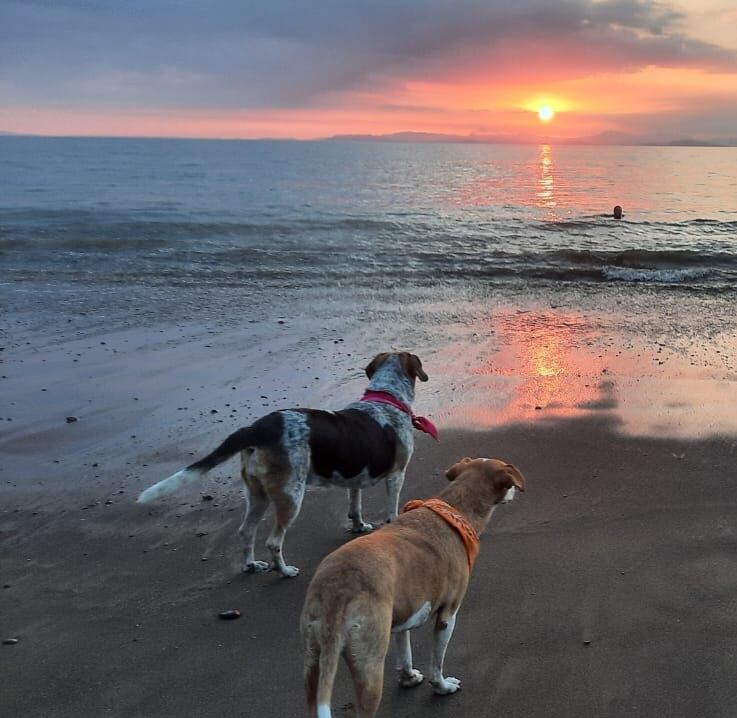 Merry, Maya y Mac, tres perros encontraron hogar una Navidad, en un partido de fútbol y en un parque. Fueron rescatados por Johnny Vargas Vargas y su hijo Josef.