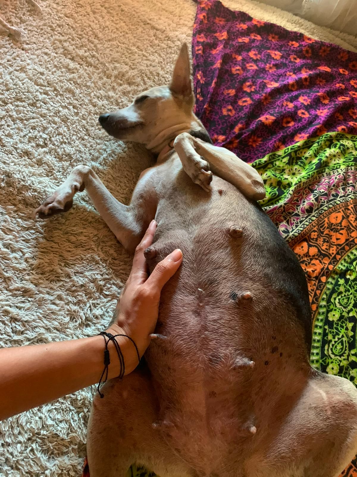 Bamba, la perrita rescatada en Pérez Zeledón que sobrevivió a un atropello estando embarazada.
