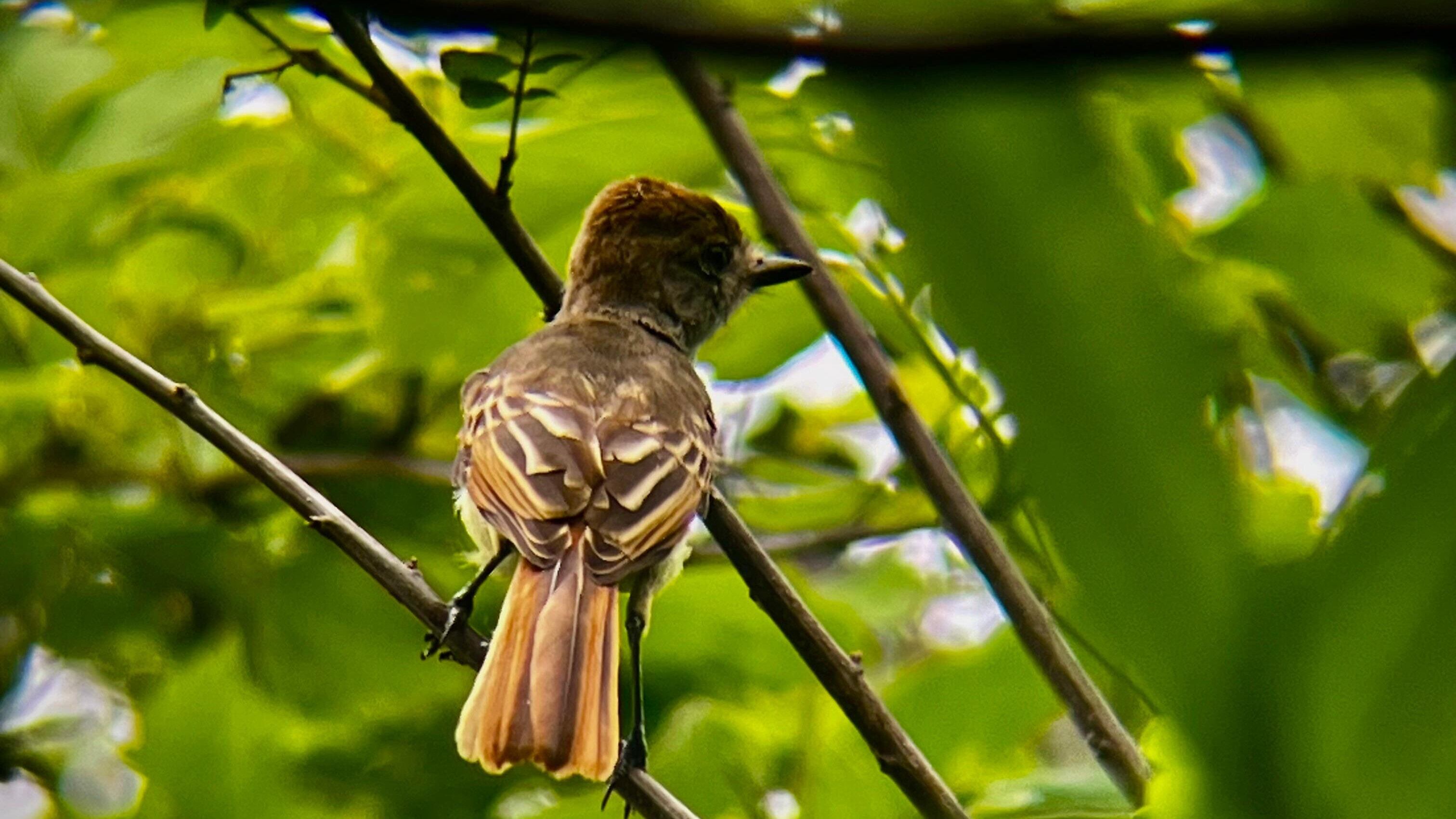 Catarata Llanos del Cortés es un proyecto Eco-Turístico de la Municipalidad de Bagaces.