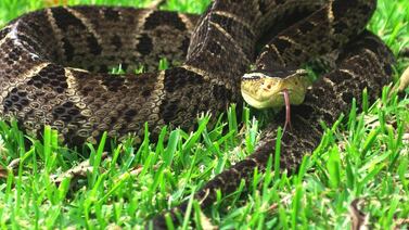 Jovencita está grave debido a la mordedura de una serpiente terciopelo
