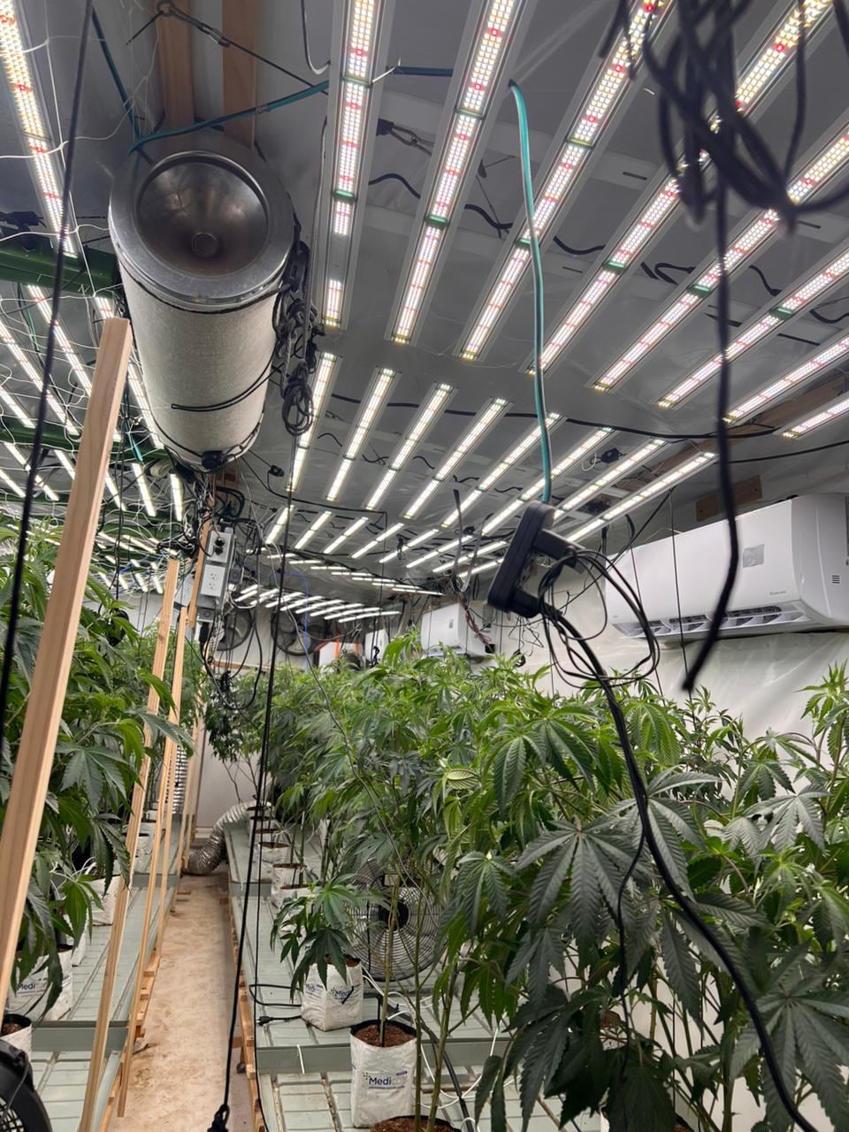 Dentro de la vivienda se decomisaron más de 700 matas de marihuana.