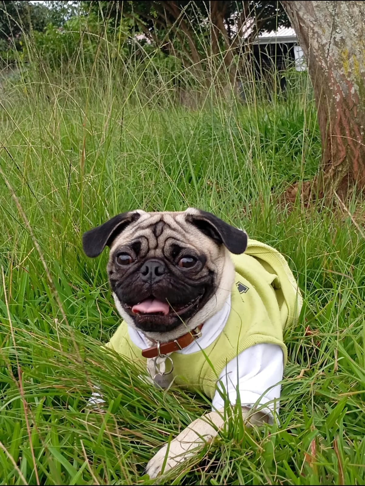 Buddy, el pug que llegó como regalo y terminó siendo el compañero inseparable de su abuelita humana, doña Francini Moya, de Paraíso de Cartago