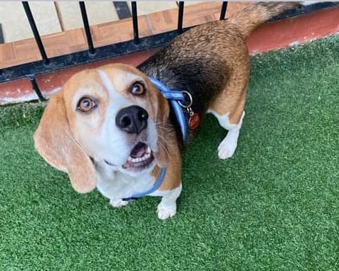 perro Tobby, raza Beagle, busca casa