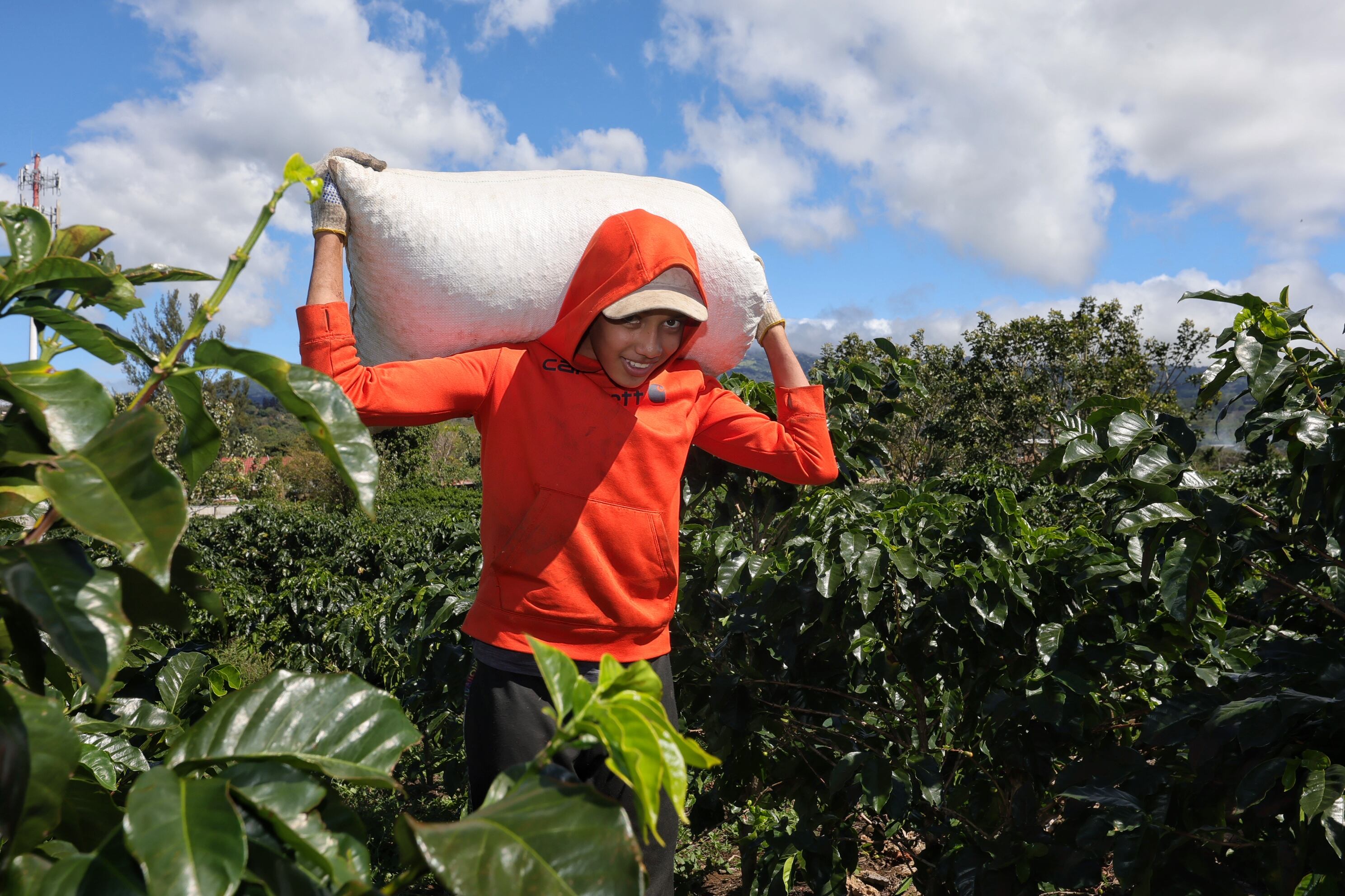 Campaña de la empresa Icafé Jale a coger café en Barva de Heredia / foto John Durán