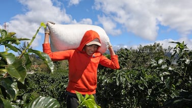 Héroes del cafetal: el trabajo que mantiene viva una tradición en Costa Rica