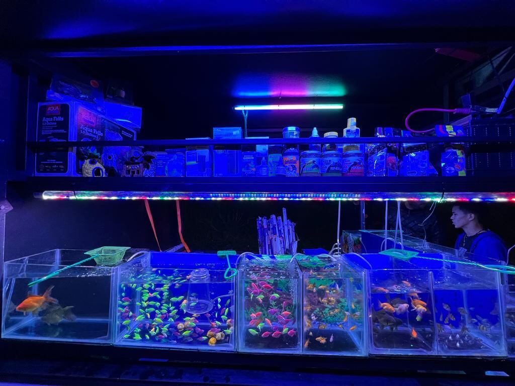 Acuario móvil un ingenioso negocito que también aporta seguridad óvil